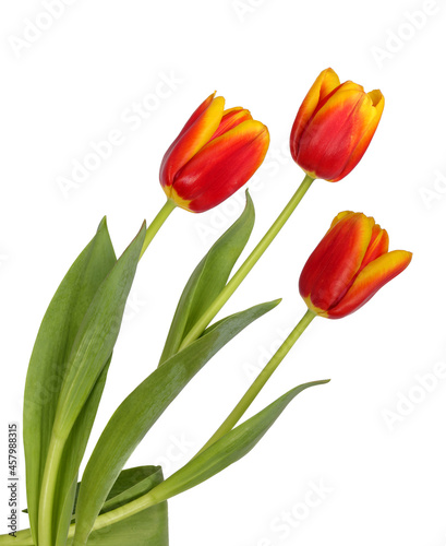 Three beautiful red and yellow tulips