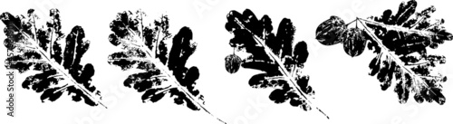 Vector oak Leaf print. Inkprinted leaves of the trees on paper.