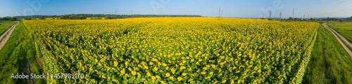 Summer sunflower.  Field © panaramka