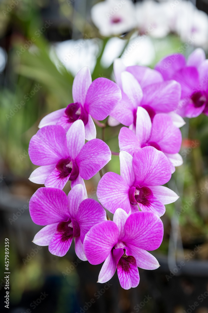 Beautiful orchid flower with isolated on white background and natural background. Bouquet of purple and white. Beautiful orchid flower with isolated on white background and natural background. Bouquet of purple and white.