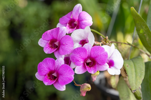 Beautiful orchid flower with isolated on white background and natural background.  Bouquet of purple and white.