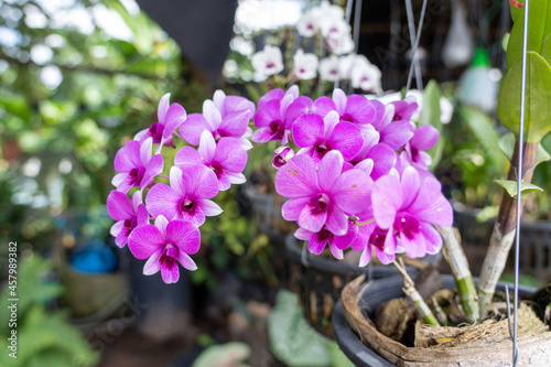 Beautiful orchid flower with isolated on white background and natural background.  Bouquet of purple and white.