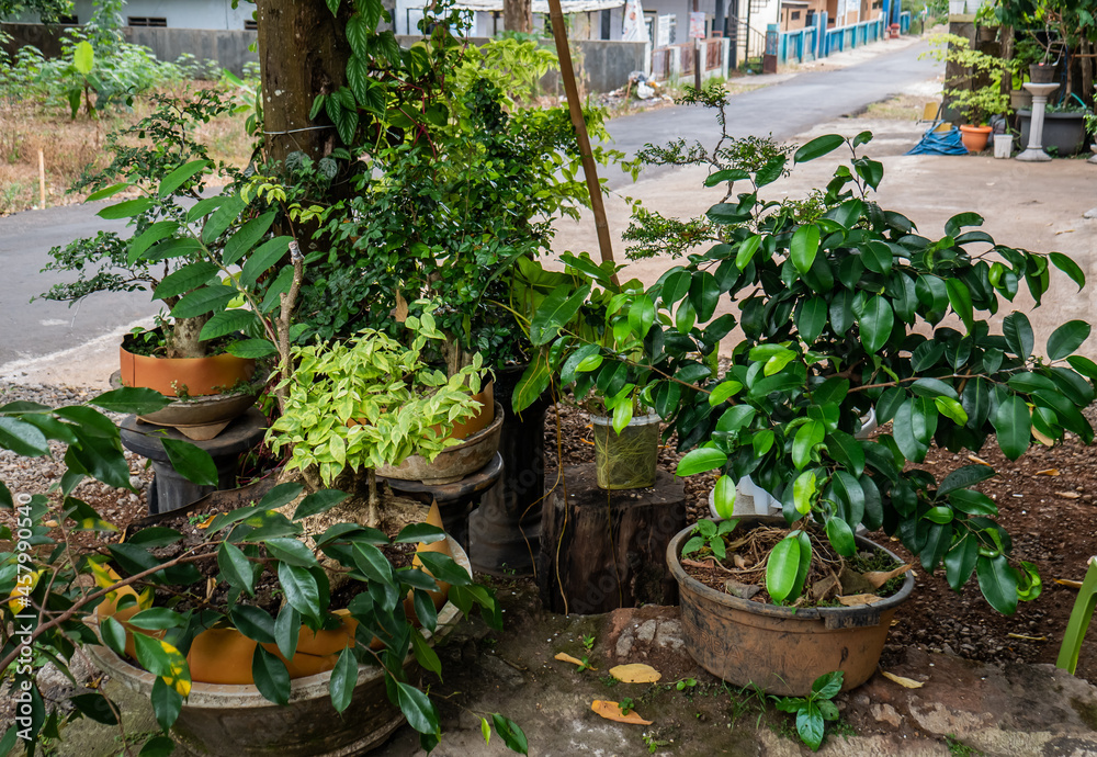 various bonsai plants planted in the front yard with raindrops
