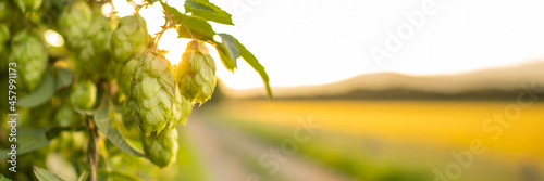 Foto Fresh green hop cones growing on the vine