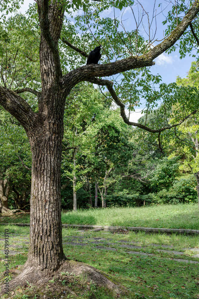 木の枝にとまるカラスのいる風景