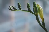 green buds of white freesia flower on blue grey blurry background