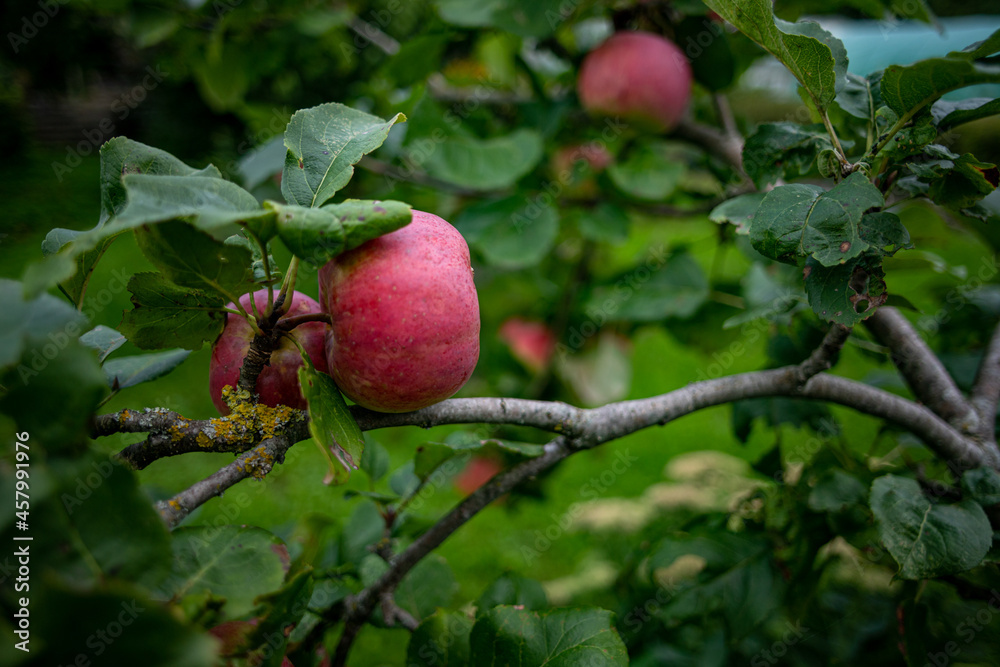 Obraz premium Fresh juicy fruits ripening on apple tree branch. Organic fruits in home garden.Green apples with pink stripes growing on a column apple tree