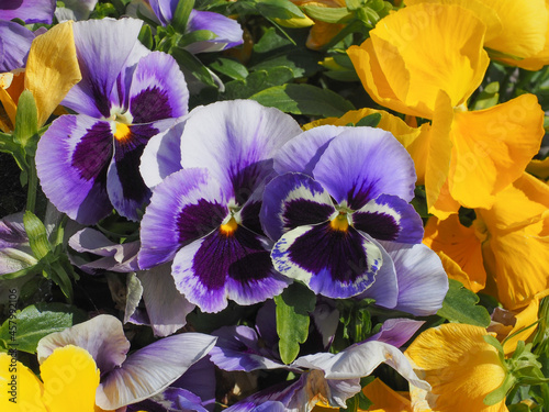 Fresh Pansy flowers  close up. Viola tricolor  with multicolored petals. Colorful garden pansy blossoms. Hybrid plant of Violaceae family. Symbol of remembrance  planted on graves  in cemeteries.