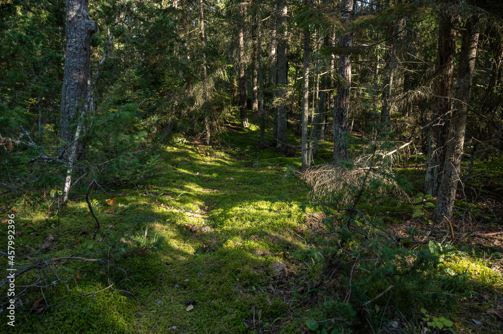 Fototapeta premium moss in the forest