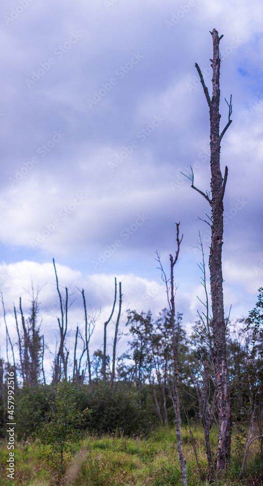 Dry trees in a swampy area against a blue sky with clouds. Nature background. Ecology environment. Dry trees in a swampy area against a blue sky with clouds. Nature background. Ecology environment.