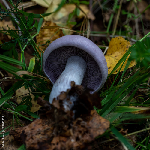 Amazing edible mushroom Lepista nuda commonly known as wood blewit in autumn forest. photo