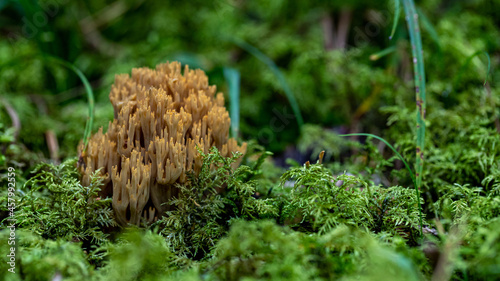 Ramaria species dirt yellow mushroom in the forest coming out of the moss green. Probably Ramaria flava or aurea, commom usual musroom in Latvia and other European countries photo