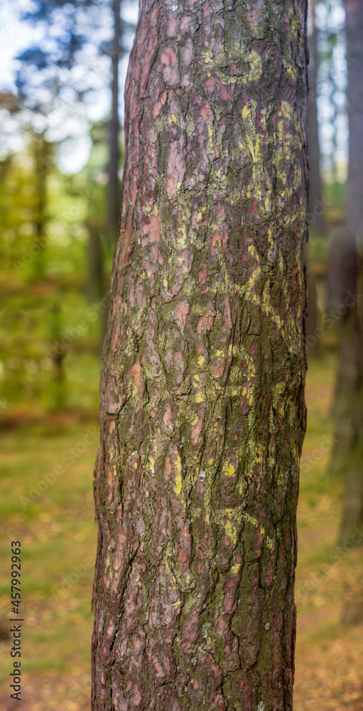 The trunk of the tree is decorated with colored patterns. Ecology environment The trunk of the tree is decorated with colored patterns. Ecology environment