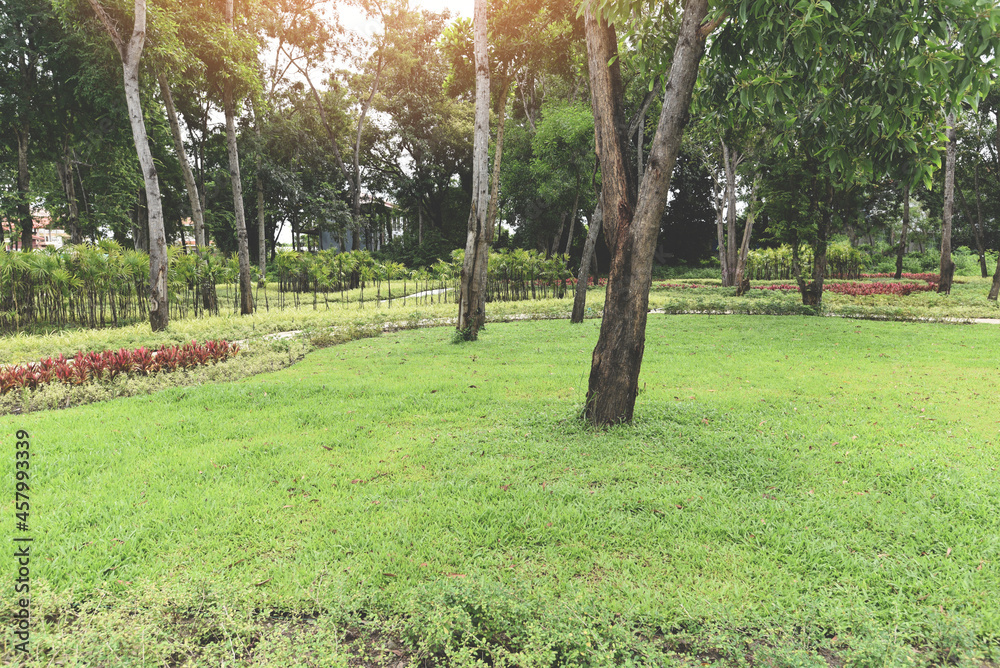 Park tree in the morning with footpath pathway with green plant and flower wood tree, beautiful city park garden nature environment Park tree in the morning with footpath pathway with green plant and flower wood tree, beautiful city park garden nature environment