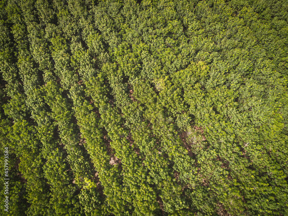 Aerial view forest tree rubber tree leaves environment forest nature background, Texture of green tree top view forest from above, rubber tree plantation