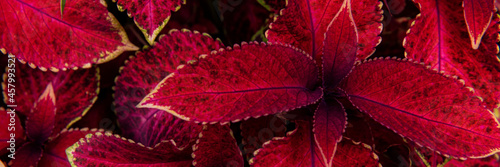 Canvastavla Close up of variegated burgundy Coleus plant