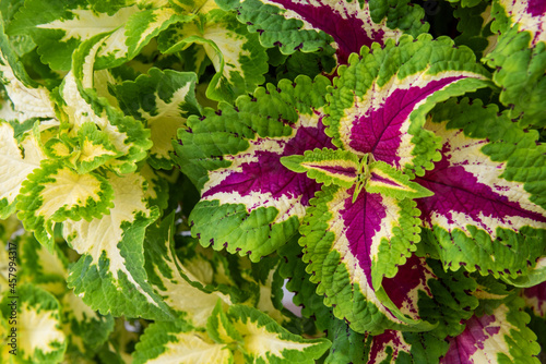 Coleus plants background. Close up of variegated Coleus plants. Painted nettle, Flame nettle, decorative nettle. Lush multi colored coleus bush. photo