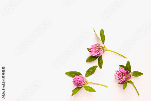 Clover flowers on a white background. Blooming clover. Medicinal plants. Pink flowers on a white background. 