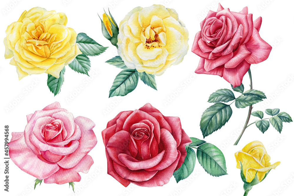 Set of flowers, beautiful roses. Hand drawn watercolor painting on white background.