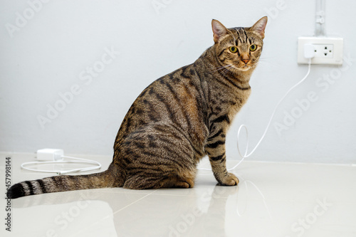 Tabby cat sitting on white floor