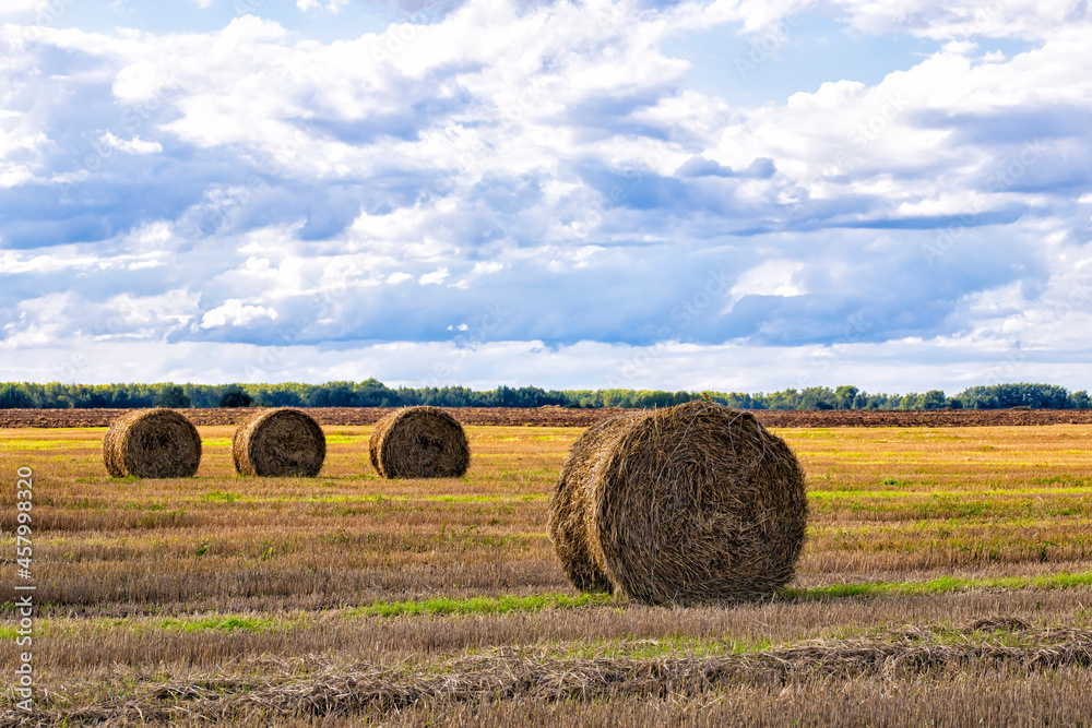 Summer autumn fields with round hay bale 
