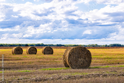 Summer autumn fields with round hay bale 