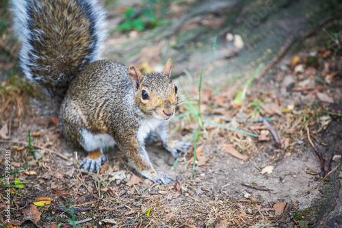 Cute squirrel in Central Park, Manhattan, New York City USA