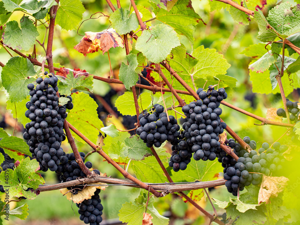 Blaue Trauben hängen am Weinstock zwischen Blättern und Zweigen am Johannisberg Rheingau.