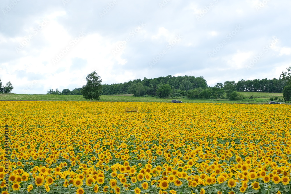 Fototapeta premium field of sunflowers