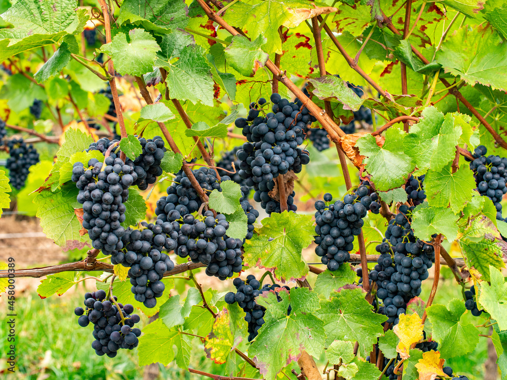 Am Johannisberg Rheingau hängen zwischen Blättern und Zweigen einige blaue Trauben am Weinstock.