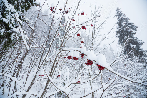 Snowy forest landscape with rowanberry and fir trees. Jura, France. Snow covered bunches of red rowan berry. Winter nature background.