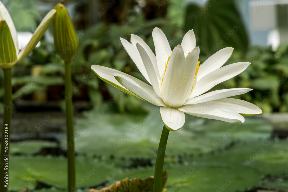 Hairy Water Lily (Nymphaea pubescens) in greenhouse Hairy Water Lily (Nymphaea pubescens) in greenhouse