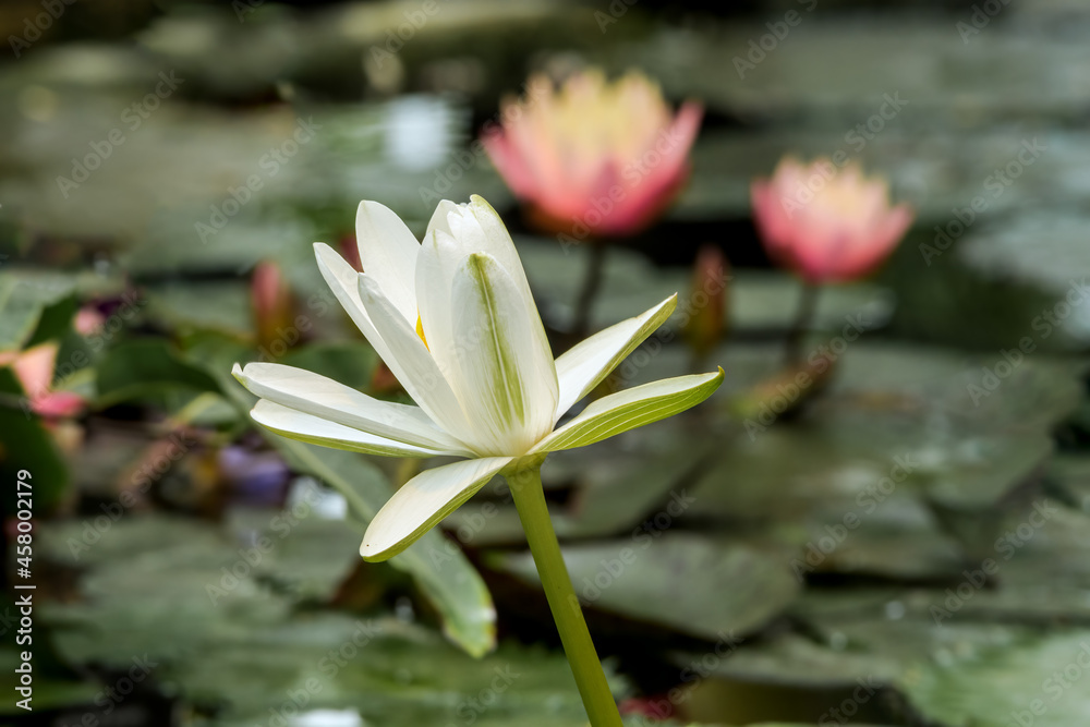 Hairy Water Lily (Nymphaea pubescens) in greenhouse Hairy Water Lily (Nymphaea pubescens) in greenhouse