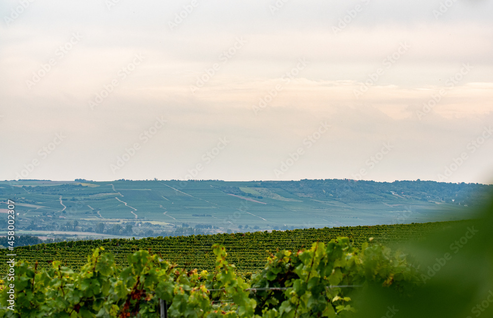 Am Weinberg vor Weinreben im Rheingau. Bewölkter Himmel und weite Aussicht auf die Hügel.