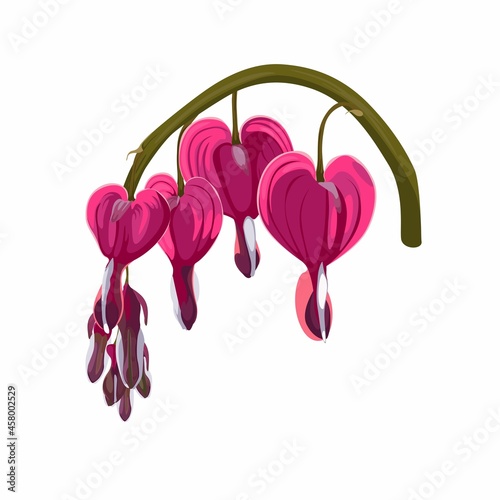 Close up of bleeding heart flower, also known as lyre flower. Flower are perfectly heart shaped. Hand drawn colorful illustration with blooming dicentra flower.