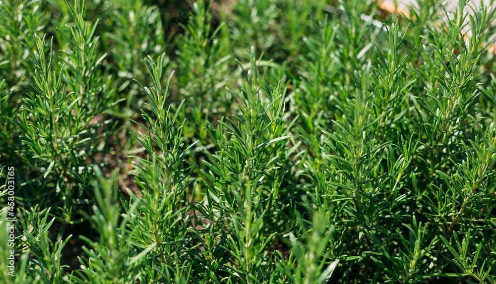 Fresh Rosemary Herb grow outdoor. Plant Ready to Cook, healthy food concept, top view. Organic farming. Home Gardening. Ingredients for dish Fresh Rosemary Herb grow outdoor. Plant Ready to Cook, healthy food concept, top view. Organic farming. Home Gardening. Ingredients for dish