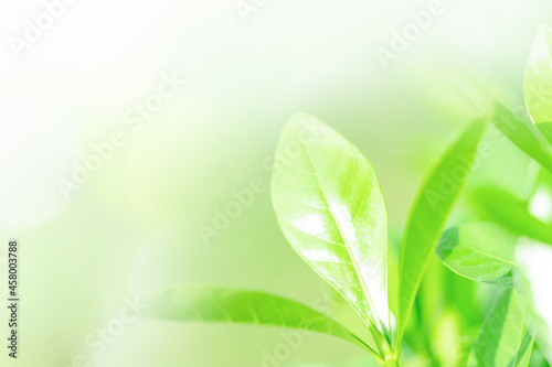Nature green tree fresh leaf on blurred soft bokeh sunlight spring summer vintage background with free copy space for greeting card or environment cover page, template, web banner and header.