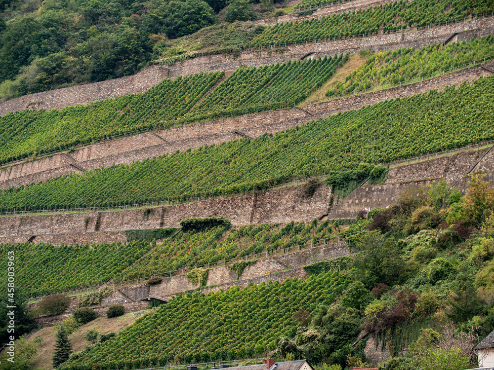 Rheingau vineyard, sheer rock walls with rows of vines during September. Cultivation of Riesling and other type of grapes. 