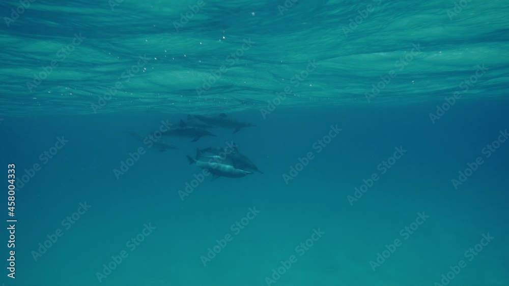 Cute dolphins flock. Smart and beautiful cetaceans swim in their underwater home. Clear water of Red Sea in Egypt. Group of cute free bottlenose dolphins swim on a shallow reef. Cute dolphins flock. Smart and beautiful cetaceans swim in their underwater home. Clear water of Red Sea in Egypt. Group of cute free bottlenose dolphins swim on a shallow reef.