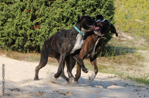 Two beautiful brindle undocked boxer dogs are playing together at sea