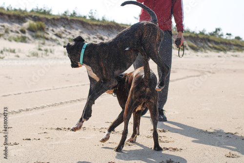 Two beautiful brindle undocked boxer dogs are playing together at sea