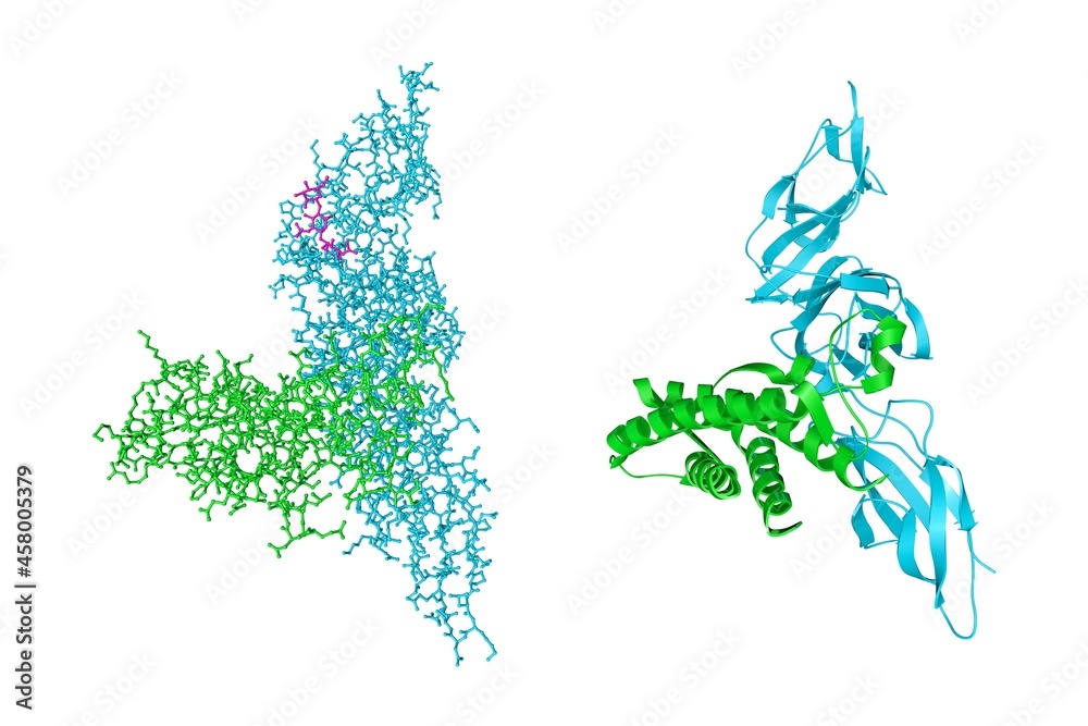 Crystal structure and molecular model of human interleukin-12. Rendering with differently colored protein chains based on protein data bank entry 1f45. 3d illustration