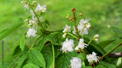 Inflorescence with white flowers of the horse chestnut tree