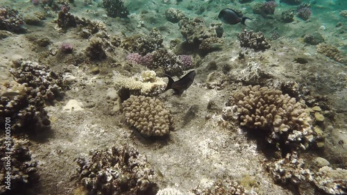 Wallpaper Mural Wonderful underwater world of coral reef. Freediving is a sport when a person dives into sea water while holding his breath. An extreme type of underwater diving to a depth without professional Torontodigital.ca