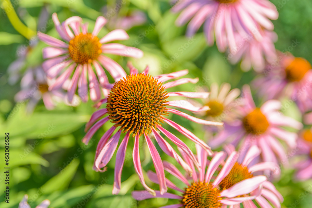 Top view of a lot daisy purple on a bright summer day Top view of a lot daisy purple on a bright summer day