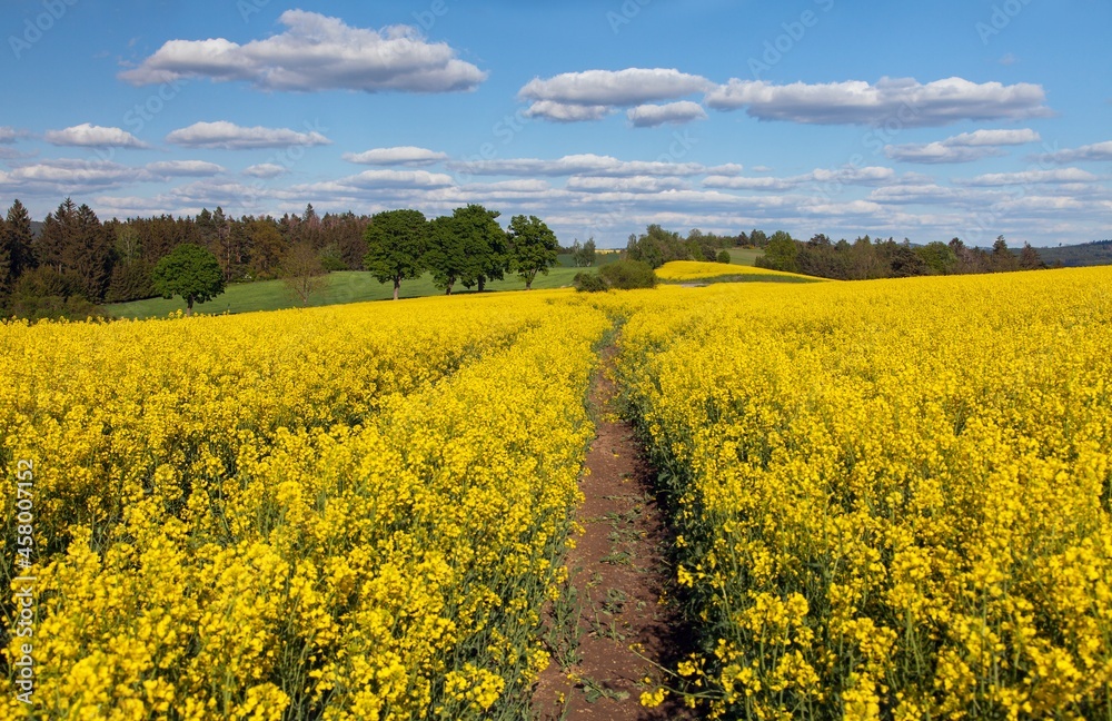 Obraz premium rapeseed, canola or colza, in latin brassica napus