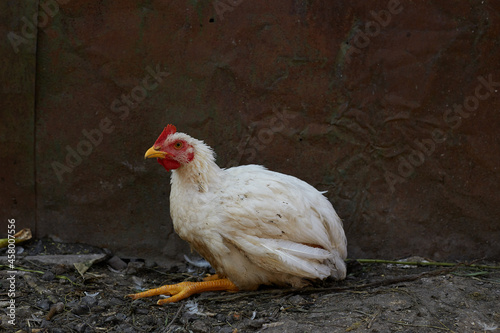 A broiler chicken has coccidiosis and lives on a farm
