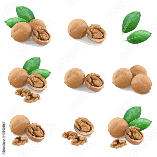 Big set of Walnuts with leaves on white background. Vector Illustration.