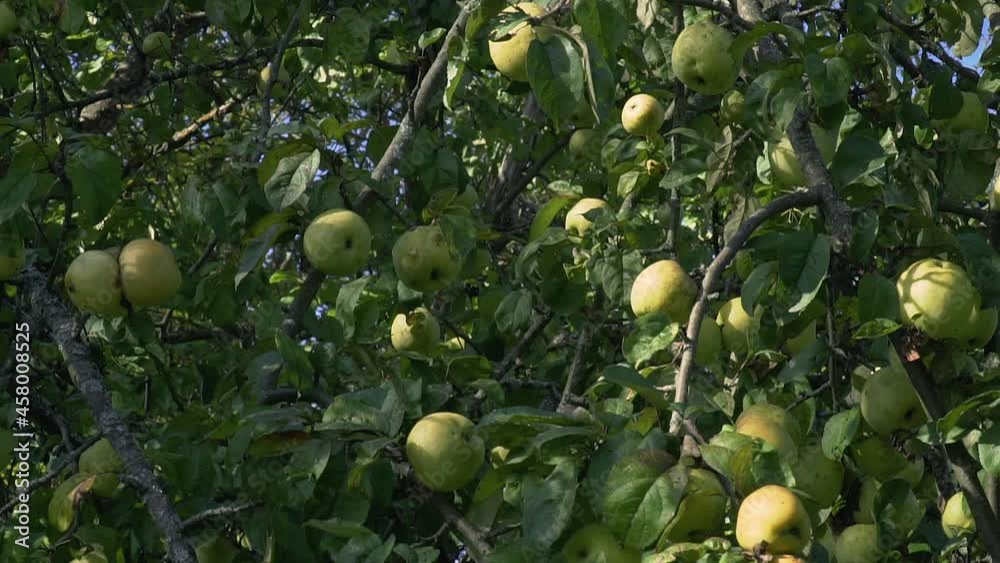Harvest on an old apple tree. Vertical panorama Harvest on an old apple tree. Vertical panorama