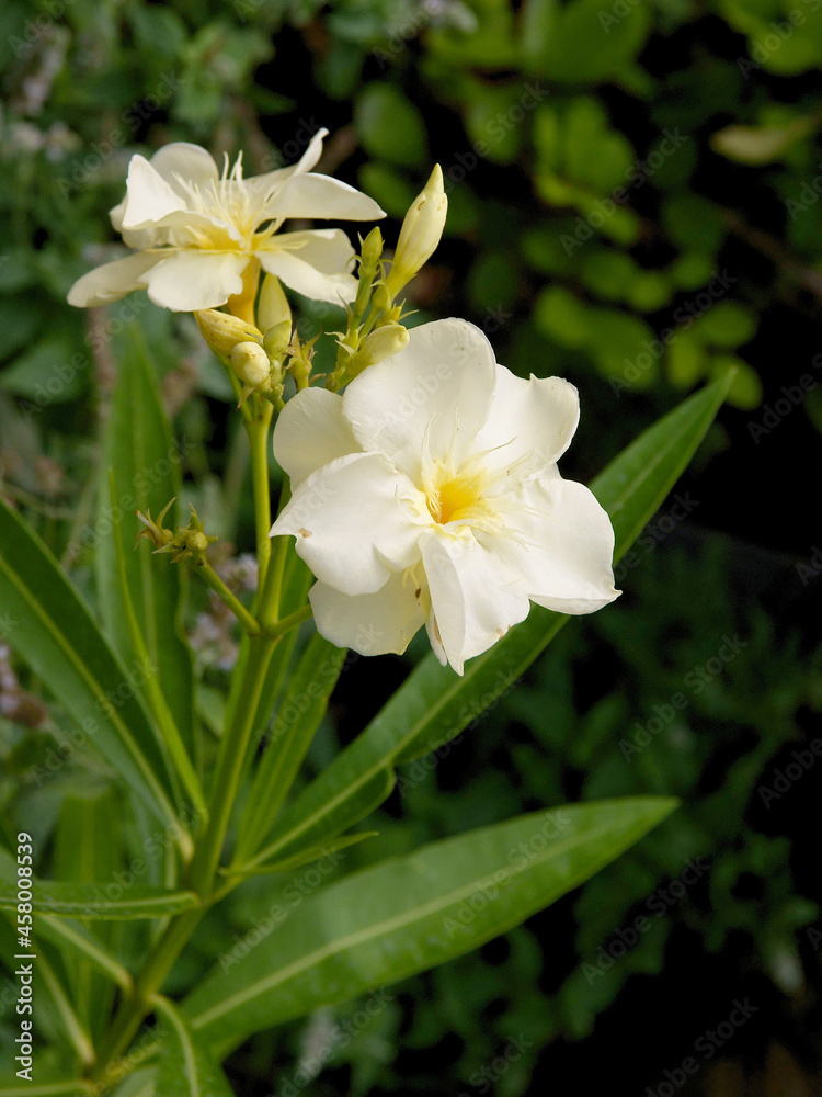oleander bush with white flowers close up oleander bush with white flowers close up